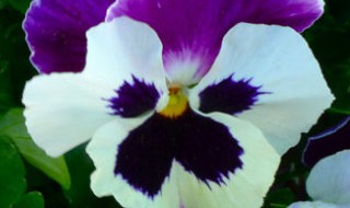 鬼脸花的传说 长的像鬼脸的花