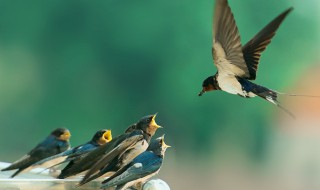 1只燕子进屋是什么兆头（1只燕子进屋是什么兆头燕子在屋里搭窝）