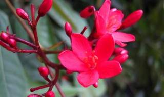 琴叶珊瑚怎么养（琴叶珊瑚怎么养殖）