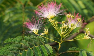 夜合花的养殖方法（夜合花的养殖方法视频）