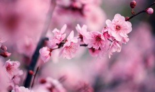 梅花夏天怎么养(梅花夏天怎么养才会开花)