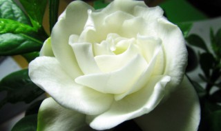 栀子牡丹花怎么养 牡丹栀子花怎么养才能养得好