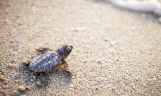 养乌龟的水要晒多久（养乌龟的水要晒多久才好）