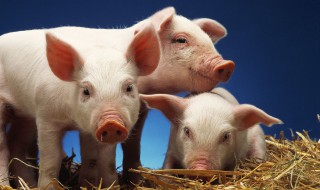 玉米粉喂猪煮跟不煮有什么区别 玉米粉喂猪熟的好还是生的好