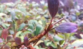 辣椒榕养殖方法 辣椒榕如何种植