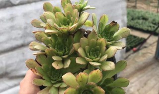 冰羽门客法师怎么养（冰羽门客法师价格）