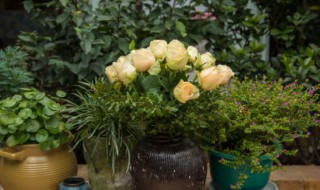 怎样养好芙蓉花 怎样养好芙蓉花盆栽