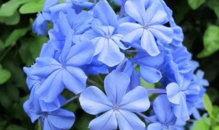 蓝花丹怎么养（蓝花丹怎么养护）