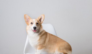 狗狗能不能吃太多膨化食品 狗狗可不可以吃膨化食品