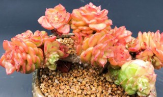 蜡牡丹多肉怎么养能红(蜡牡丹多肉养殖方法)