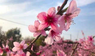 桃花秋天怎么养（桃花秋天怎么养殖）