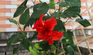 新买的木槿花怎么养（刚买的木槿花怎么养）