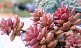 冬天怎么养姬胧月 胧月夏季怎么养