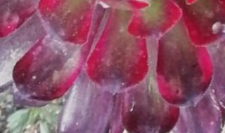 红覆轮怎么养才红 红覆轮冬天怎么养