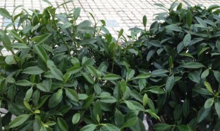 喷喷香植物怎么养（喷喷香植物用什么土）