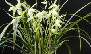 兰花大雪素怎么养(兰花大雪素是什么兰)