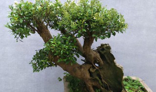 小叶赤楠盆景怎么养-养护方法 盆景赤楠的养护方法