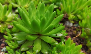 瓦松怎么养 瓦松怎么养好看