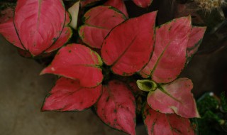 如意皇后怎么养才能爆盆（如意皇后的养殖方法和注意事项 盆栽）