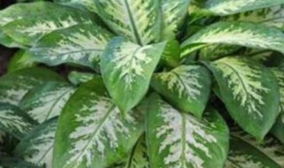 万年青冬天怕冷吗（万年青怕冷还是怕热）