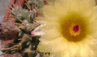 龙王球怎么养才会爆盆（龙王球养多少年才会开花）