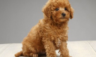 泰迪犬可以吃南瓜子吗 泰迪犬可以吃南瓜子吗视频