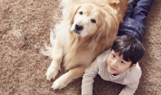 金毛犬冬在能在室外生小狗吗 金毛狗可以在室外过冬吗