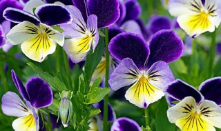 三色堇怎么养才能更旺盛 三色堇容易养吗