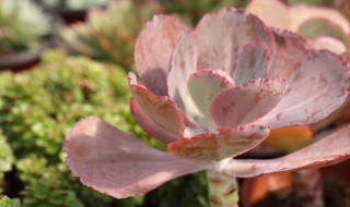 大瑞蝶多肉怎么养(大瑞蝶多肉怎么养护)