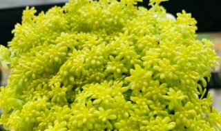 多肉黄金草怎么养（多肉植物黄金草怎么养）