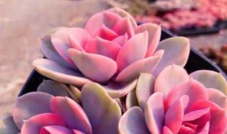 彩心莲多肉怎么养 彩心莲多肉怎么养殖方法