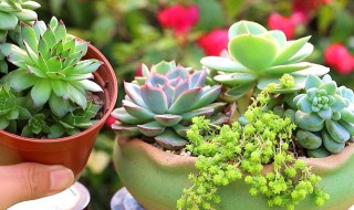 绿玉爪多肉怎么养（多肉绿爪怎么养护）