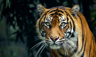 1938年属什么生肖（1938年属什么生肖五行属什么）