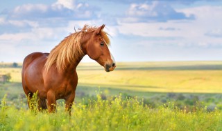 78年属什么生肖 78年属什么生肖的命