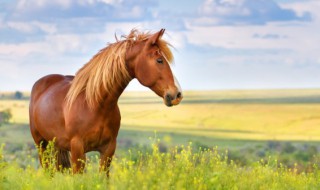 2026年属什么生肖（2026年属什么属相犯太岁）