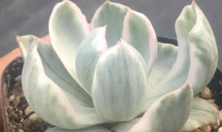 纪之川的养殖方法 多肉植物纪之川的养殖方法