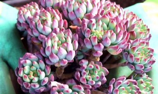 富士多肉怎么养（富士多肉植物）