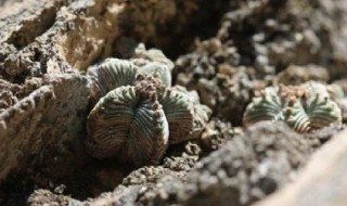 五星花笼的养殖方法(五星花笼的养殖方法和技巧)