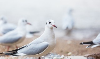 本人卖鸽子求广告词（本人卖鸽子求广告词怎么写）