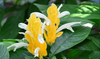 金苞花怎么养(金苞花的养殖方法)