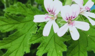 驱蚊竹怎么养(驱蚊竹怎么养好养)