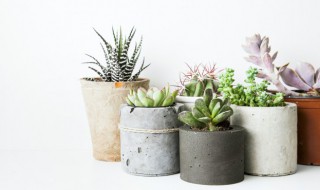 紫帝玉的养殖方法 紫帝玉的养殖方法视频