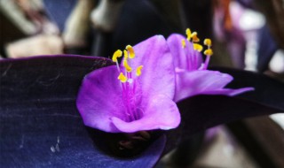 盆栽紫竹梅怎么养(盆栽紫竹梅怎么养护)