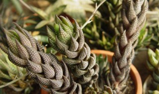 多肉植物鹰爪十二卷怎么养（鹰爪怎么养多肉鹰爪怎么养）