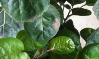 金钱兜怎么养叶子长得壮(金钱兜怎么养叶子长得壮大)