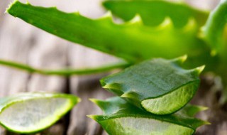 中华芦荟可以吃吗（中华芦荟可以吃吗可以生吃吗）