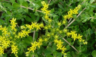 盆垂草能当茶喝吗 垂盆草可以当茶喝吗