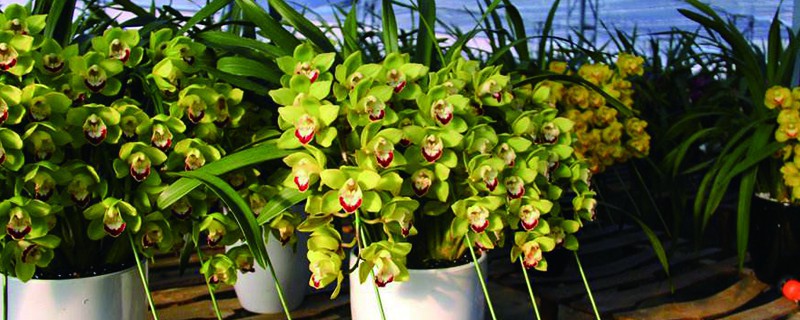 吹雪之松锦夏天怎么养 吹雪之松锦怎么过夏天