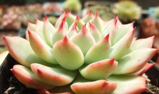 桃太郎多肉植物怎么养 桃太郎多肉植物怎么养出状态