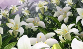 百合小苗怎么养 百合小苗怎么养护和管理